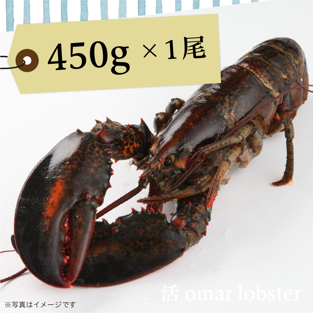 活オマールロブスター