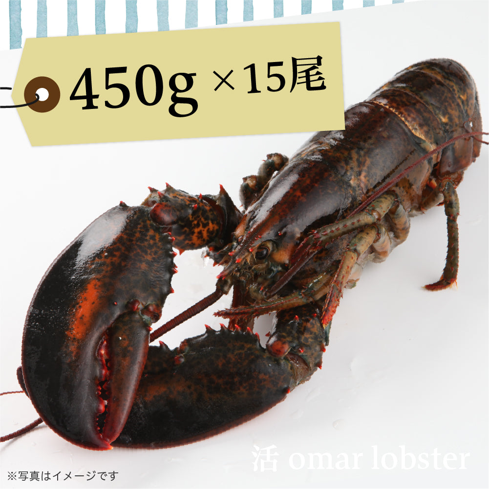 活オマールロブスター