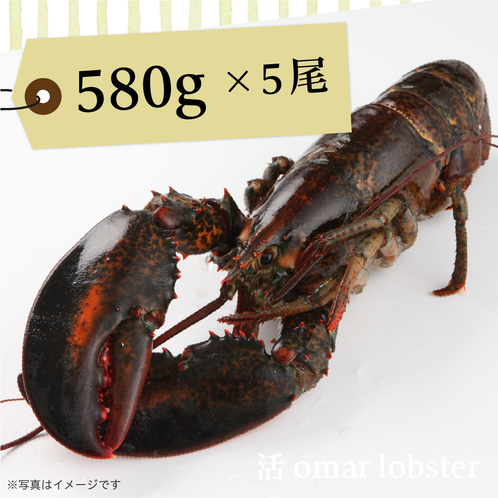 活オマールロブスター