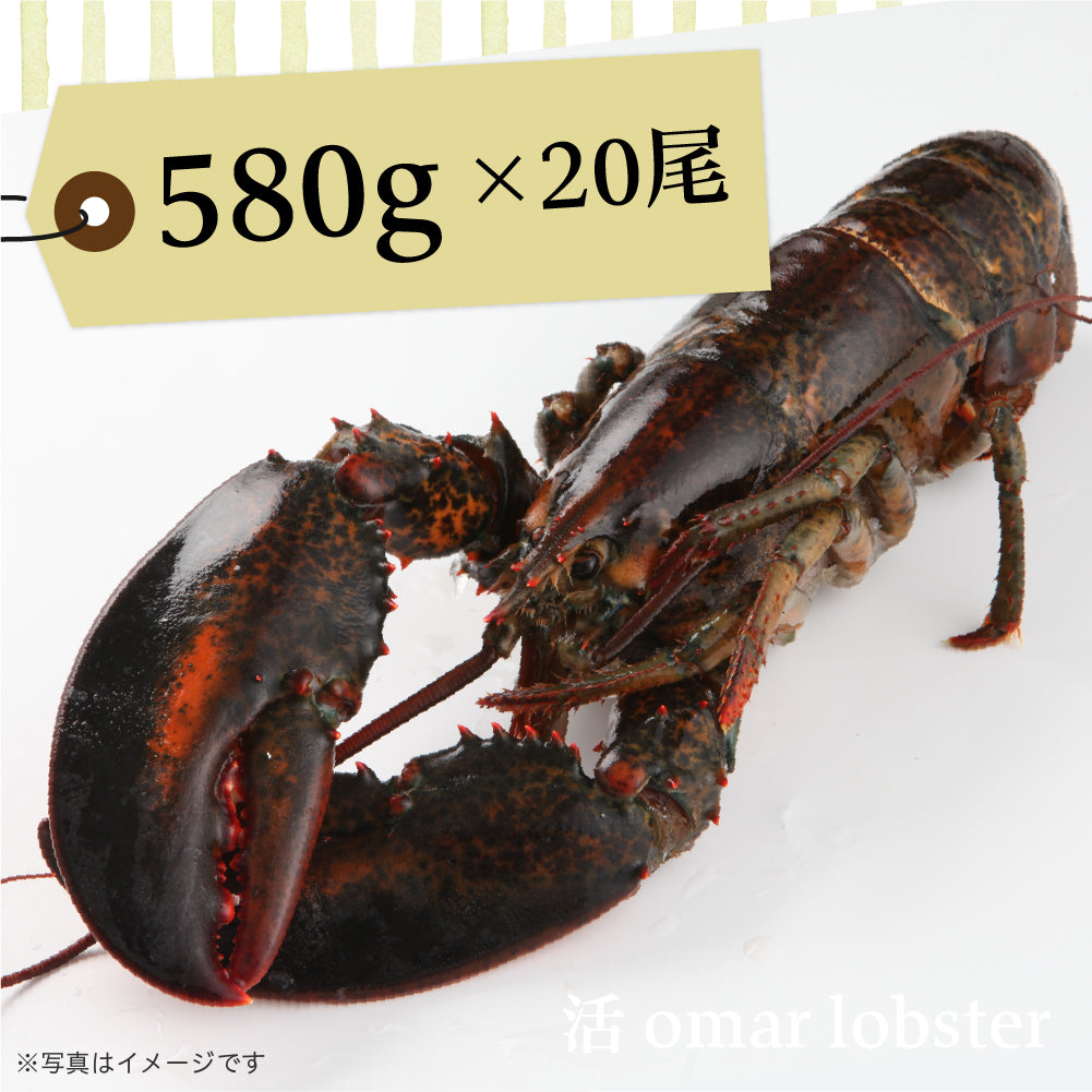 活オマールロブスター