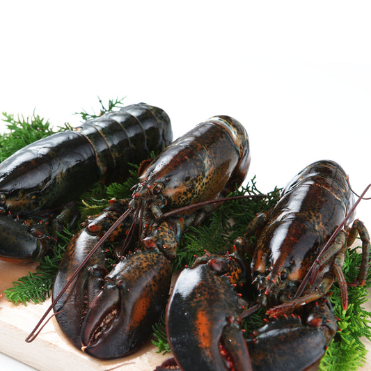 活オマールロブスター